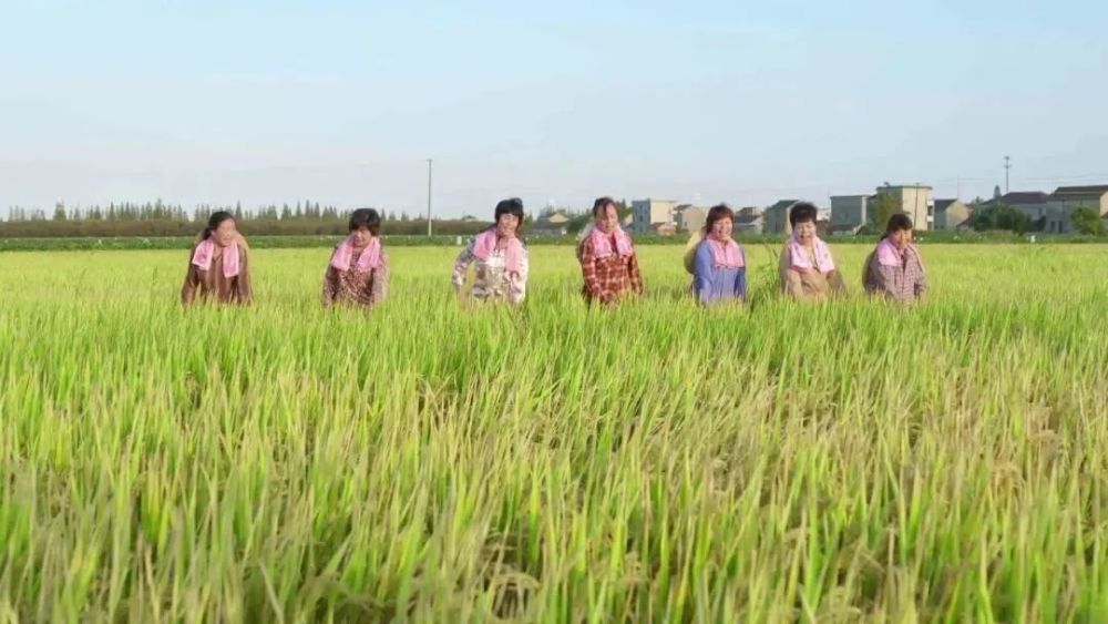 古琴|海门：江海交汇 山歌甜美号子嘹亮；勇立潮头 沈绣灵动古琴悠扬