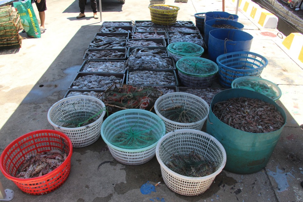 休渔期广东海警查获相关案件32起缴渔获物超265吨