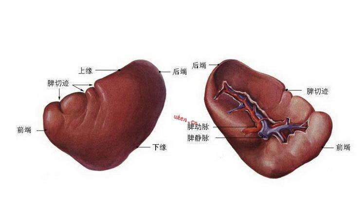 脾大的原因和危害是什么又该如何治疗呢