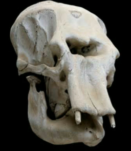 恐龙|一大波古前生物来袭，我们曾经以为恐龙长这样！