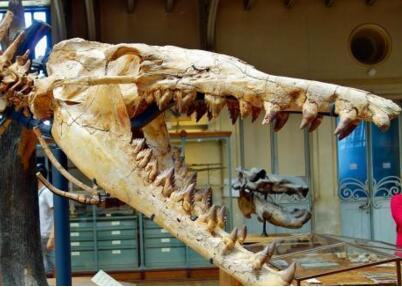 恐龙|一大波古前生物来袭，我们曾经以为恐龙长这样！