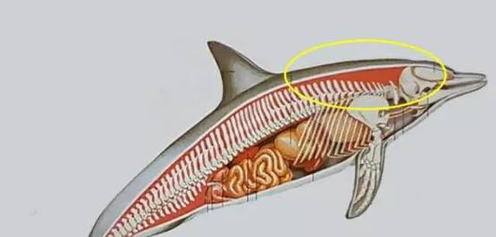恐龙|一大波古前生物来袭，我们曾经以为恐龙长这样！