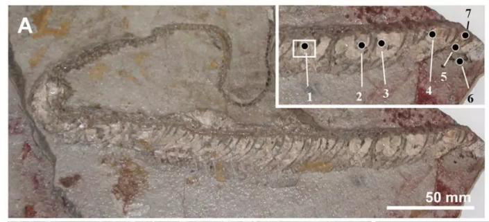 恐龙|一大波古前生物来袭，我们曾经以为恐龙长这样！