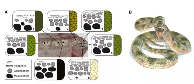 恐龙|一大波古前生物来袭，我们曾经以为恐龙长这样！
