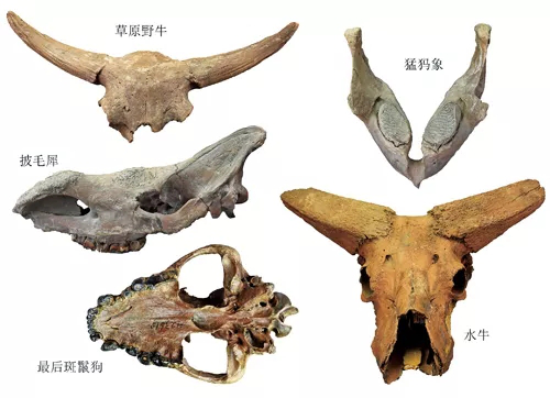 恐龙|一大波古前生物来袭，我们曾经以为恐龙长这样！