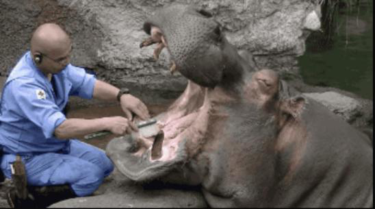 恐龙|一大波古前生物来袭，我们曾经以为恐龙长这样！