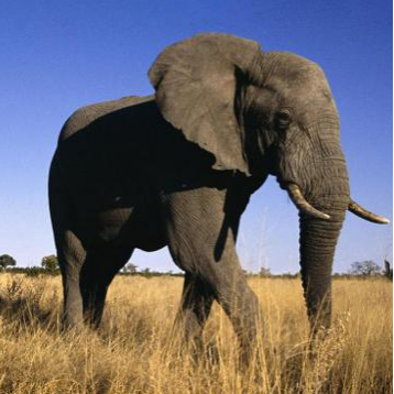 恐龙|一大波古前生物来袭，我们曾经以为恐龙长这样！