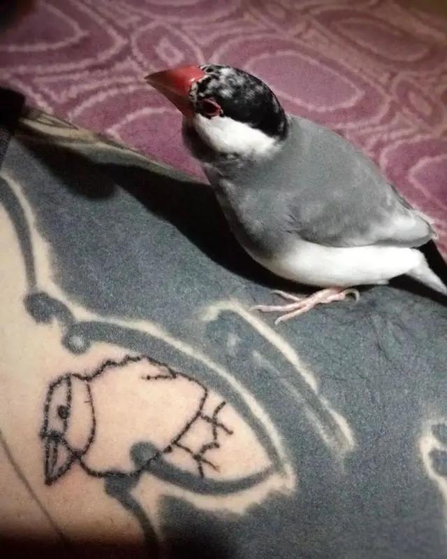 纹身|日本女孩6岁入行，是全世界最小纹身看完我却只想拥有同款爸爸！