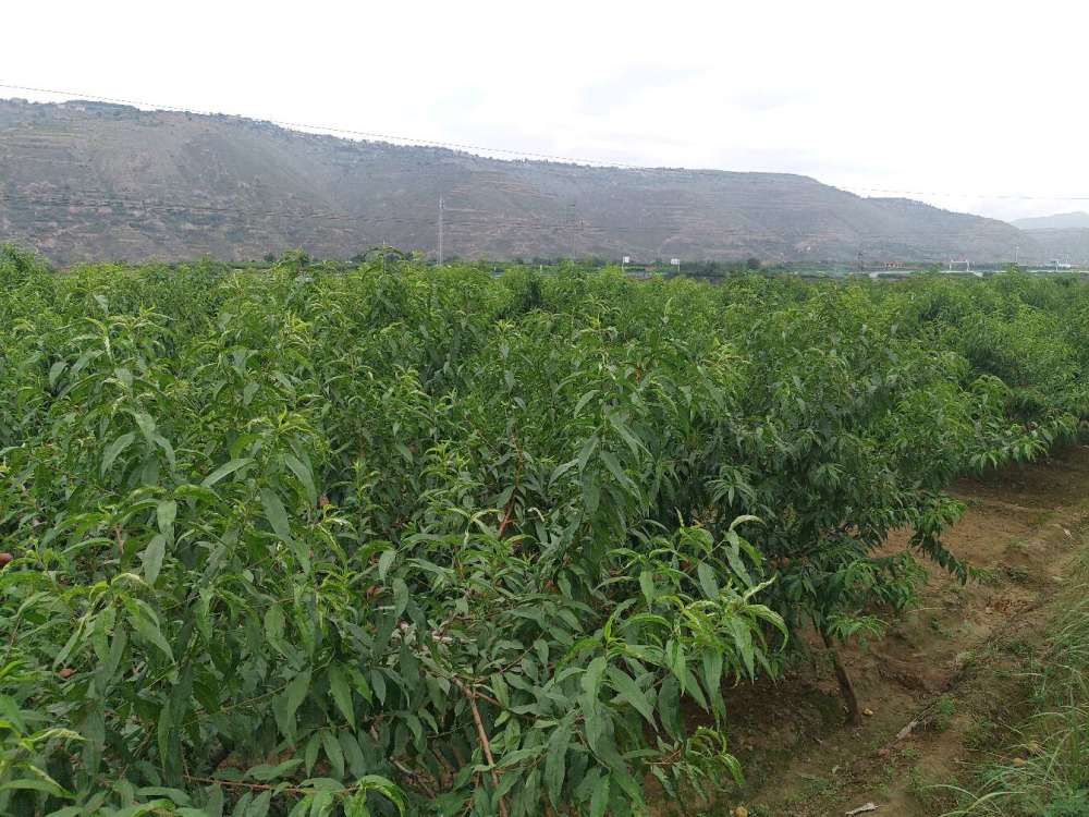 兰州水磨沟丰收的季节