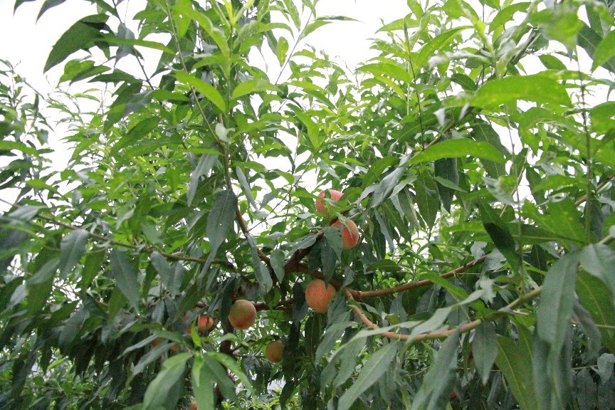 兰州水磨沟丰收的季节