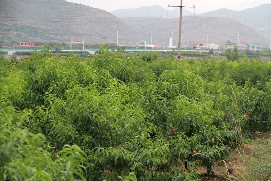 兰州水磨沟丰收的季节