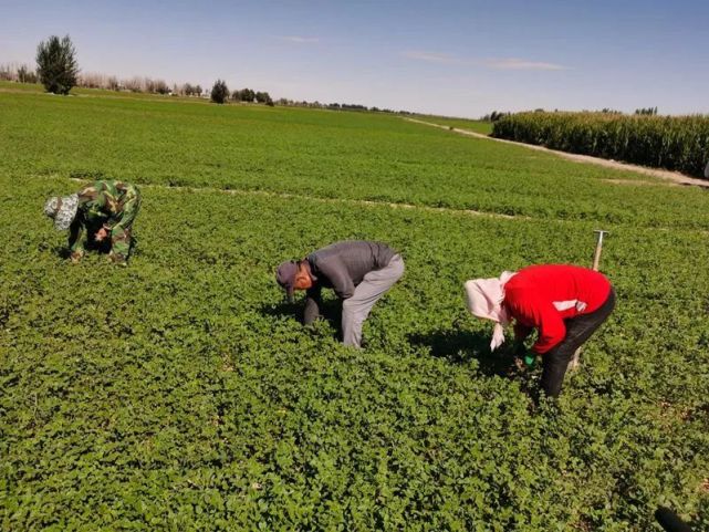 随着甘草种植节水高效优势的日益凸显,很多人都瞄准甘草产业,市场上的