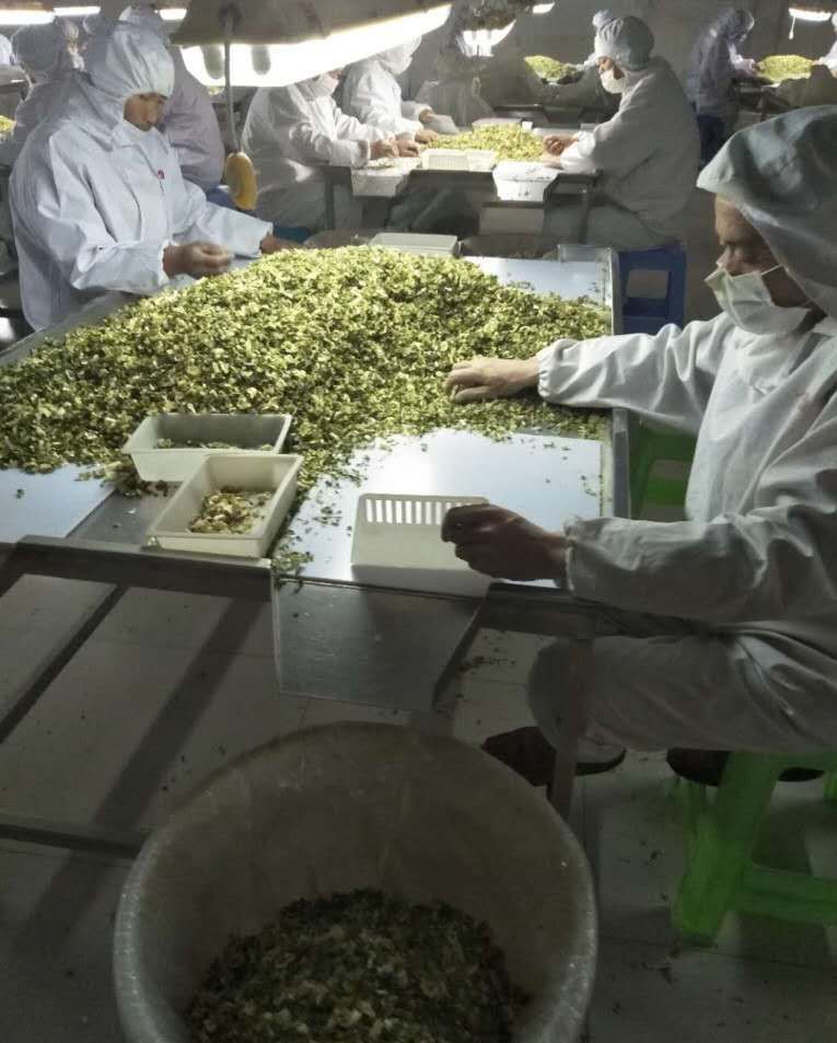 北京帮扶“脱水蔬菜”，让草原农户致富