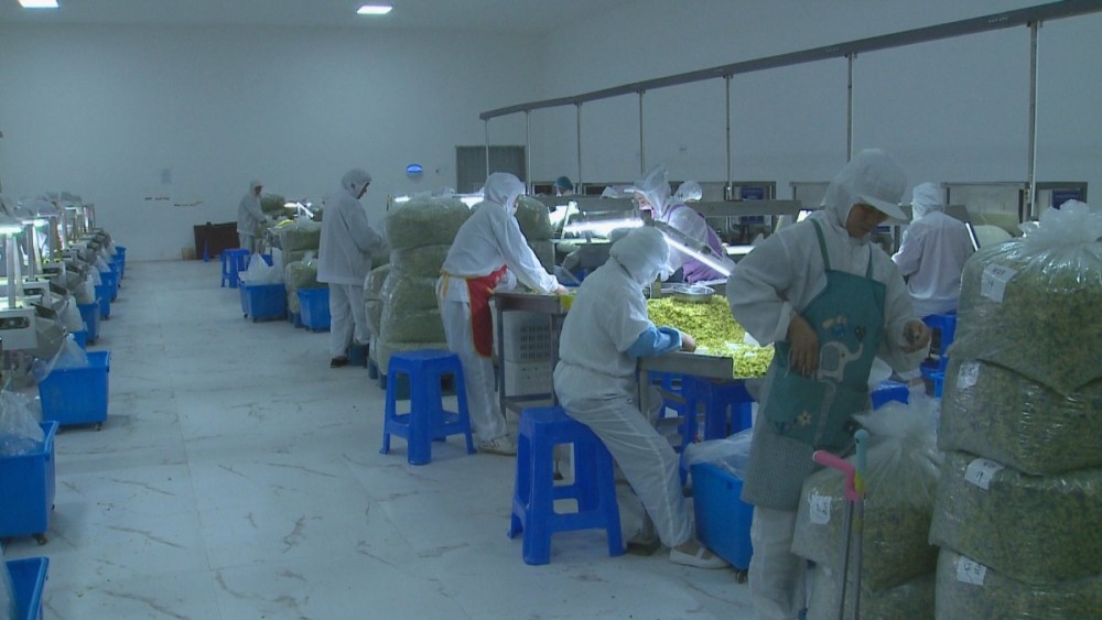 脱水蔬菜|北京帮扶“脱水蔬菜”，让草原农户搭上“致富快车”