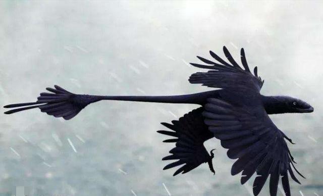 没有4只翅膀的鸟,却有4只翅膀的恐龙,辽宁出土四翼恐龙化石