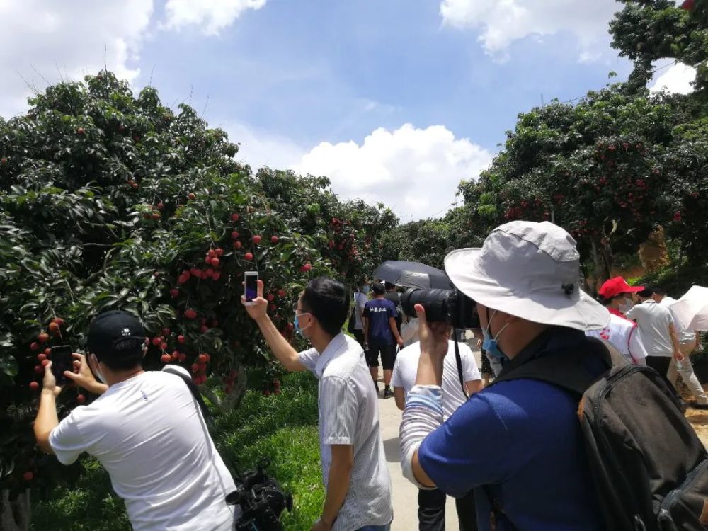 市场认可度高 价格坚挺 盼共同保护仙进奉品牌 挂绿是增城荔枝