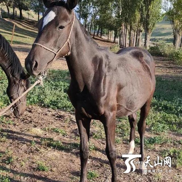 伊犁昭蘇馬主贈福建下海救人者一匹伊犁馬