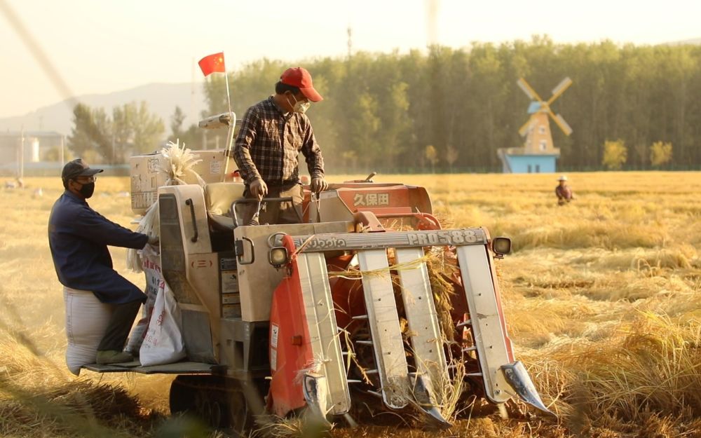 康熙御制耕织图|如今依靠高度现代化机械作业 京西稻还是那个味儿吗？
