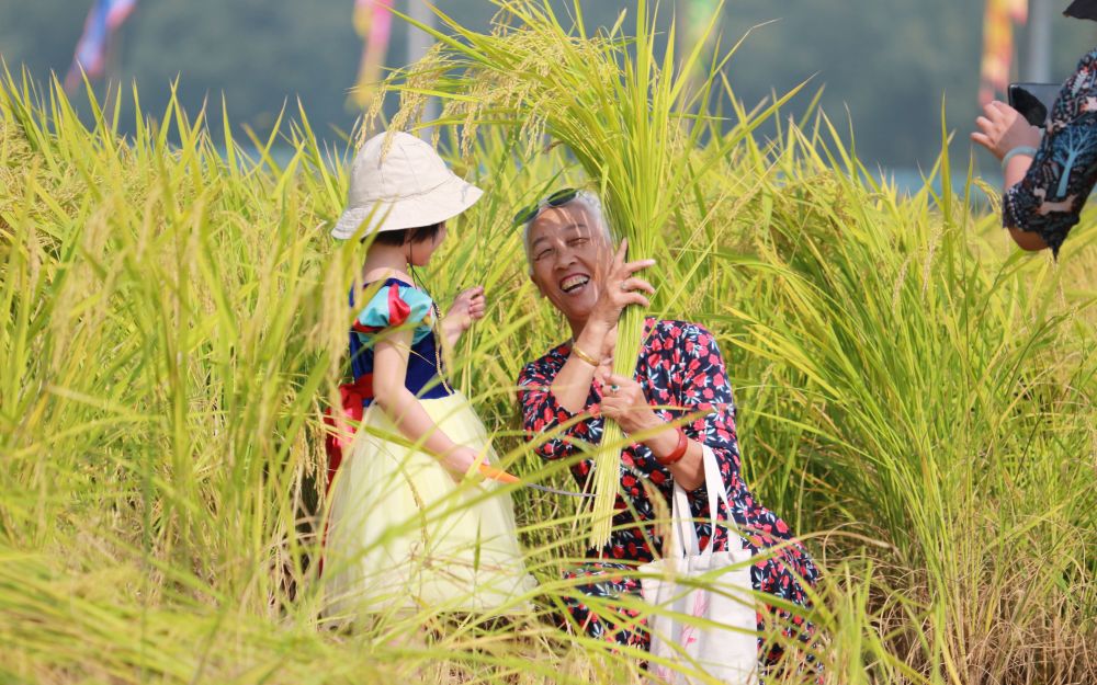 康熙御制耕织图|如今依靠高度现代化机械作业 京西稻还是那个味儿吗？