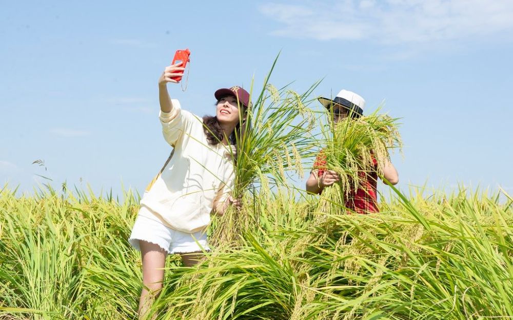 康熙御制耕织图|如今依靠高度现代化机械作业 京西稻还是那个味儿吗？