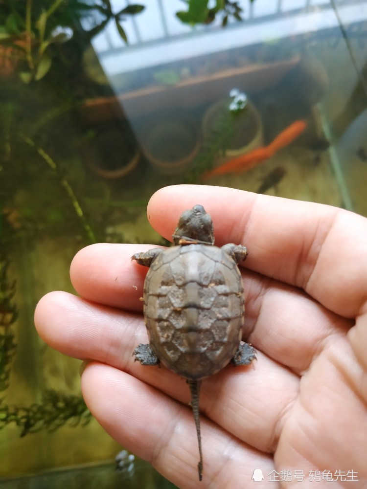 幼龟乌龟壳变软真是因为晒太阳少短期不晒背并不会龟粮含钙量低才是主