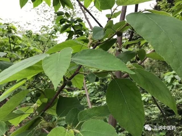 全国到处可见,善于洗皮肤瘙痒的构树叶