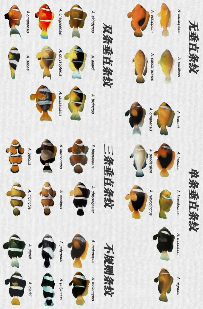 小丑鱼种类花色无比繁多,而且不同品种之间也会相互杂交,所以出来的