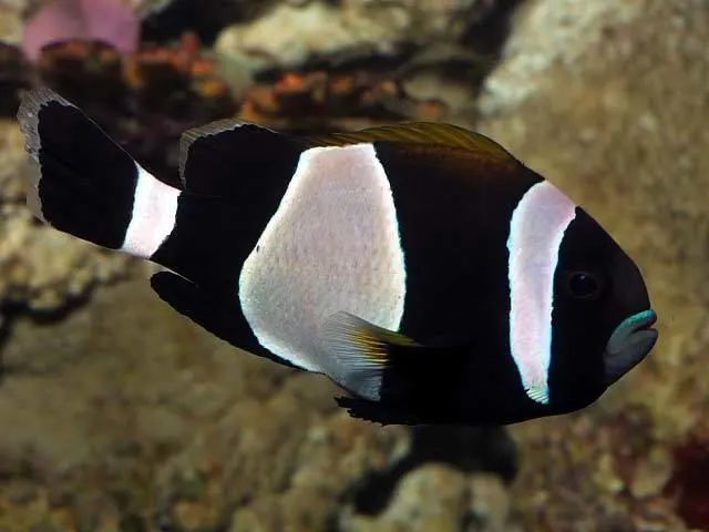 小丑鱼:女性为王的世界