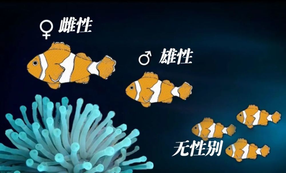 小丑鱼:如果失去你,我宁愿改变性别,也决不变心