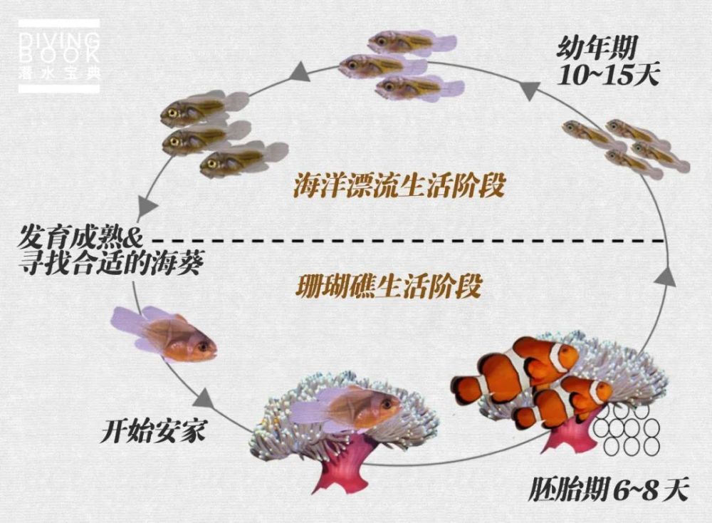 小丑魚胚胎8天發育的全過程視頻點擊邊框調出視頻工具條點擊邊框調出