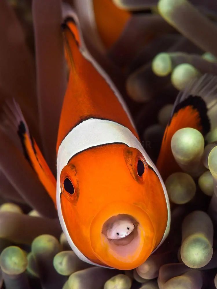 小丑鱼:女性为王的世界