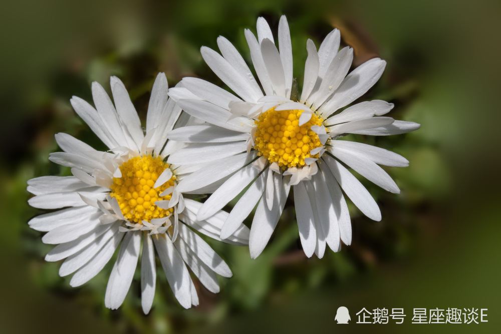 8月17日星座运势 白羊三思而行 狮子心花怒放 双鱼积极向上 腾讯新闻