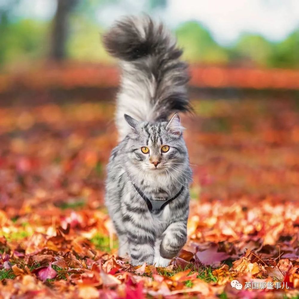 西伯利亚森林猫|大尾巴西伯利亚森林猫，可萌可霸气，简直是行走的鸡毛掸子啊