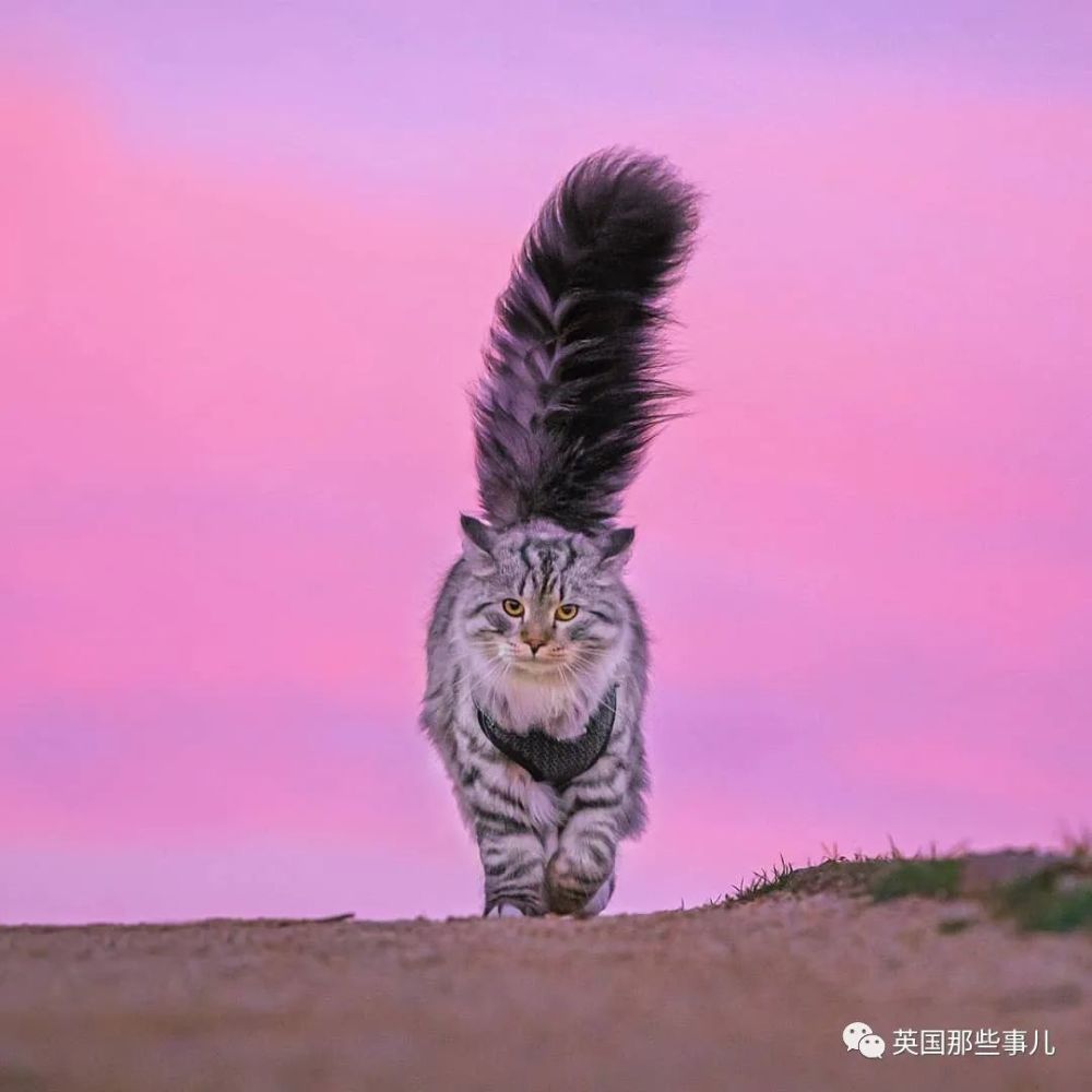 西伯利亚森林猫|大尾巴西伯利亚森林猫，可萌可霸气，简直是行走的鸡毛掸子啊