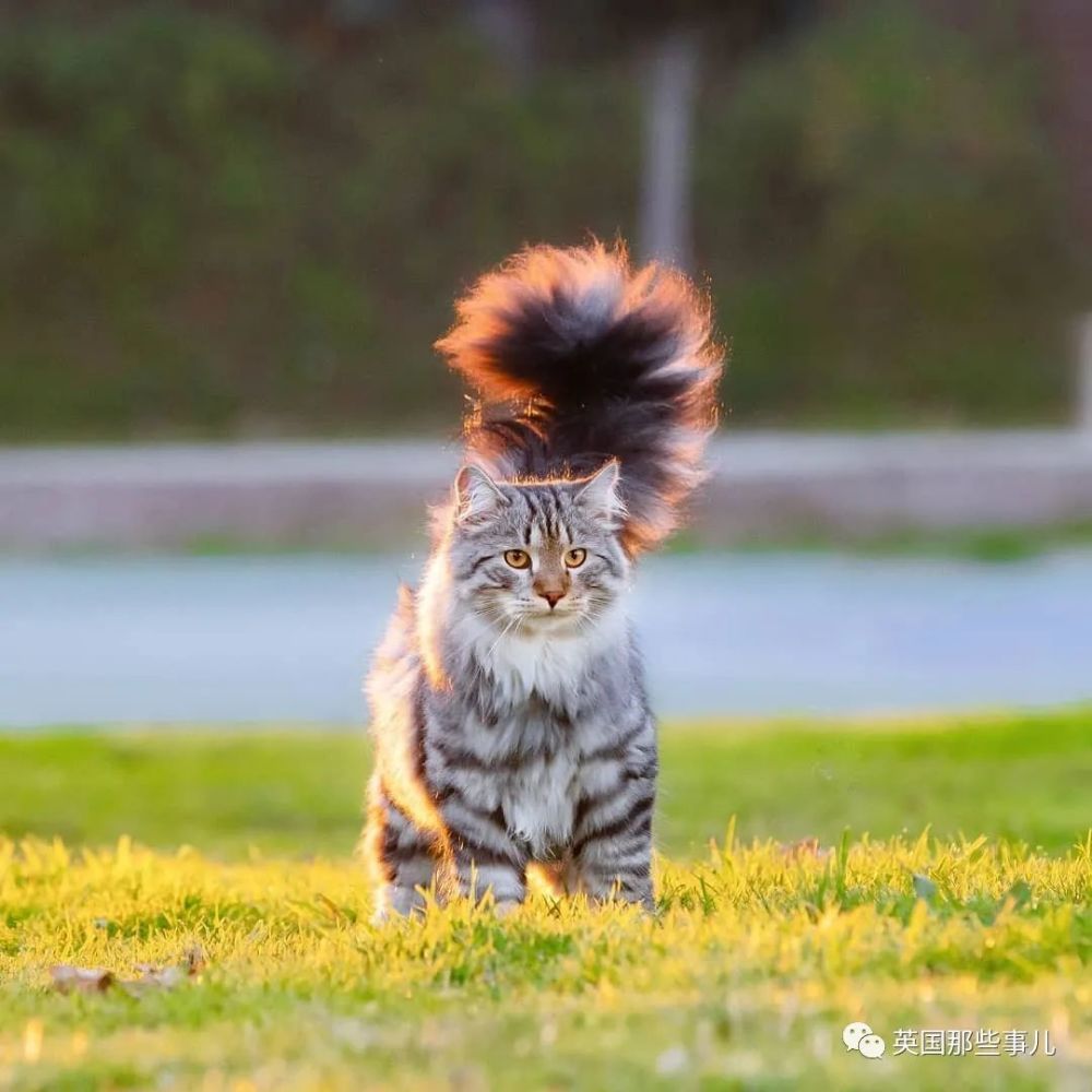 西伯利亚森林猫|大尾巴西伯利亚森林猫，可萌可霸气，简直是行走的鸡毛掸子啊