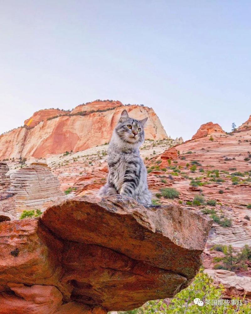 西伯利亚森林猫|大尾巴西伯利亚森林猫，可萌可霸气，简直是行走的鸡毛掸子啊