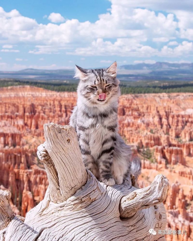 西伯利亚森林猫|大尾巴西伯利亚森林猫，可萌可霸气，简直是行走的鸡毛掸子啊