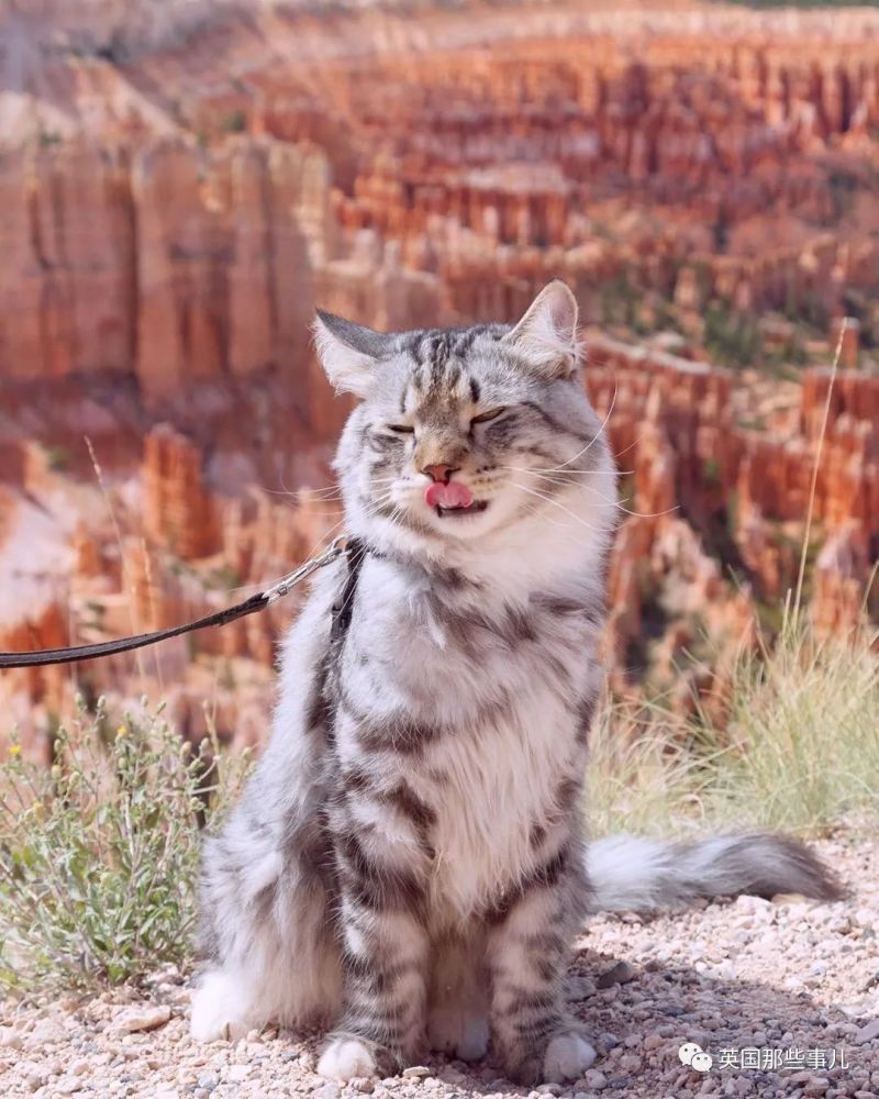 西伯利亚森林猫|大尾巴西伯利亚森林猫，可萌可霸气，简直是行走的鸡毛掸子啊