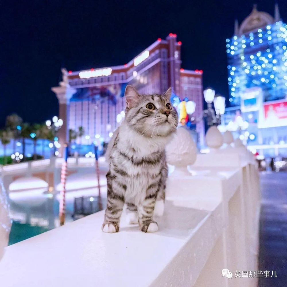 西伯利亚森林猫|大尾巴西伯利亚森林猫，可萌可霸气，简直是行走的鸡毛掸子啊