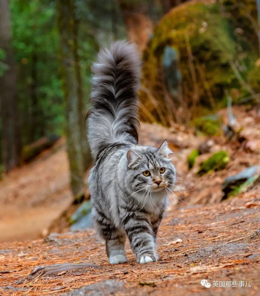 西伯利亚森林猫|大尾巴西伯利亚森林猫，可萌可霸气，简直是行走的鸡毛掸子啊