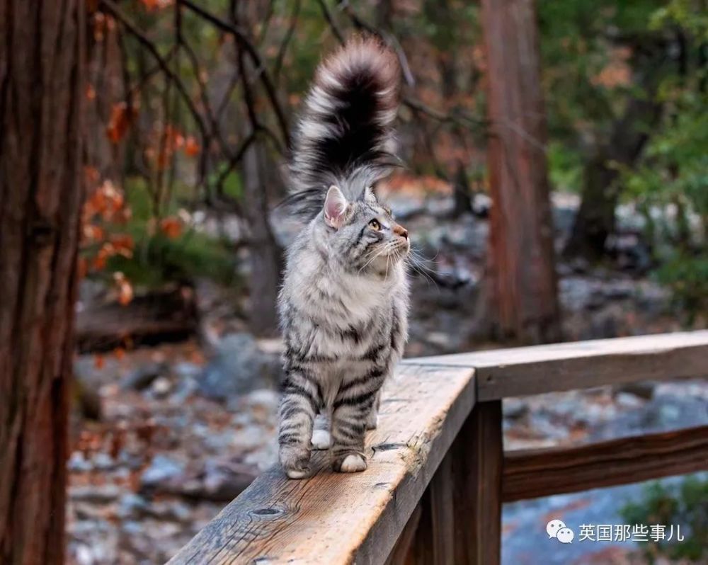 西伯利亚森林猫|大尾巴西伯利亚森林猫，可萌可霸气，简直是行走的鸡毛掸子啊