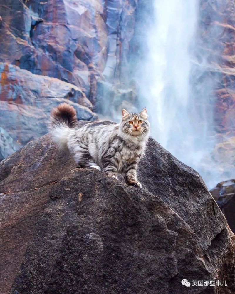 西伯利亚森林猫|大尾巴西伯利亚森林猫，可萌可霸气，简直是行走的鸡毛掸子啊