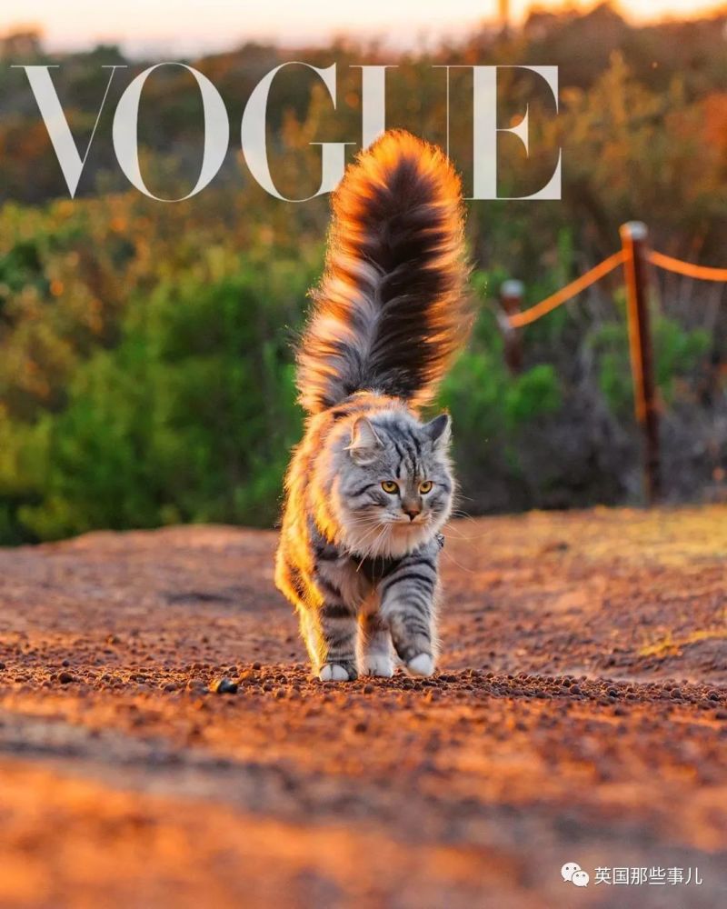 西伯利亚森林猫|大尾巴西伯利亚森林猫，可萌可霸气，简直是行走的鸡毛掸子啊