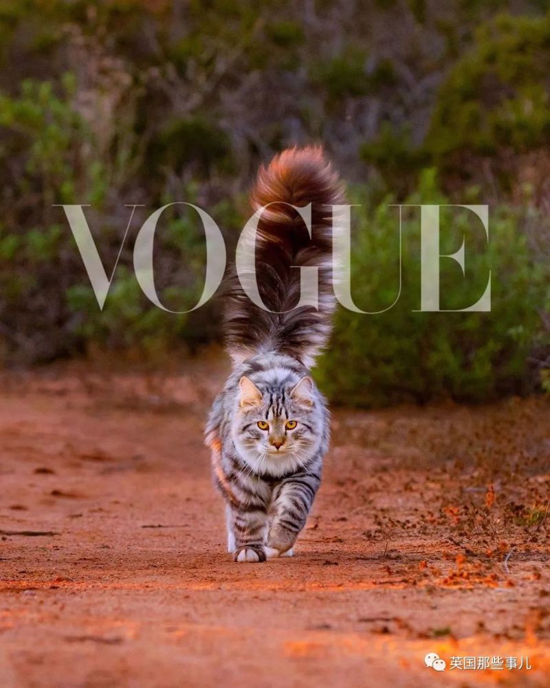 西伯利亚森林猫|大尾巴西伯利亚森林猫，可萌可霸气，简直是行走的鸡毛掸子啊