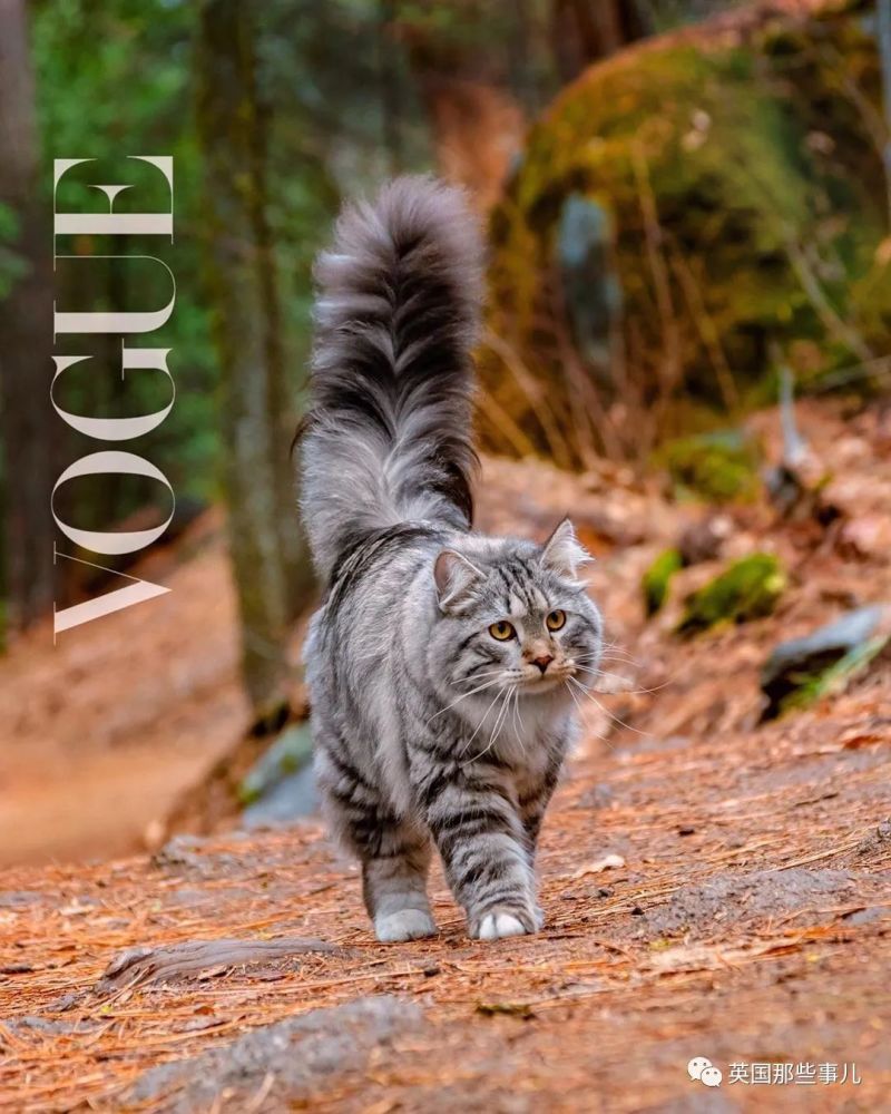 西伯利亚森林猫|大尾巴西伯利亚森林猫，可萌可霸气，简直是行走的鸡毛掸子啊