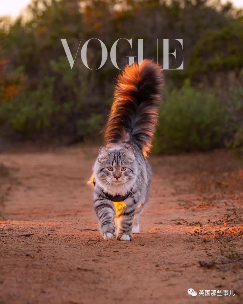 西伯利亚森林猫|大尾巴西伯利亚森林猫，可萌可霸气，简直是行走的鸡毛掸子啊