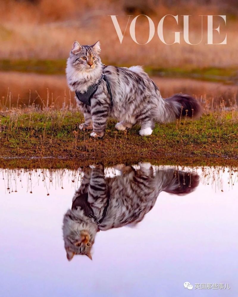 西伯利亚森林猫|大尾巴西伯利亚森林猫，可萌可霸气，简直是行走的鸡毛掸子啊