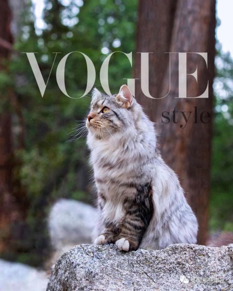 西伯利亚森林猫|大尾巴西伯利亚森林猫，可萌可霸气，简直是行走的鸡毛掸子啊