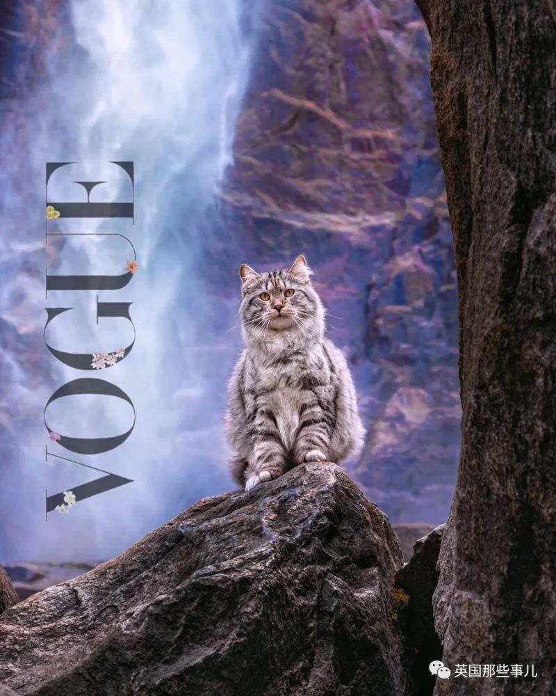 西伯利亚森林猫|大尾巴西伯利亚森林猫，可萌可霸气，简直是行走的鸡毛掸子啊