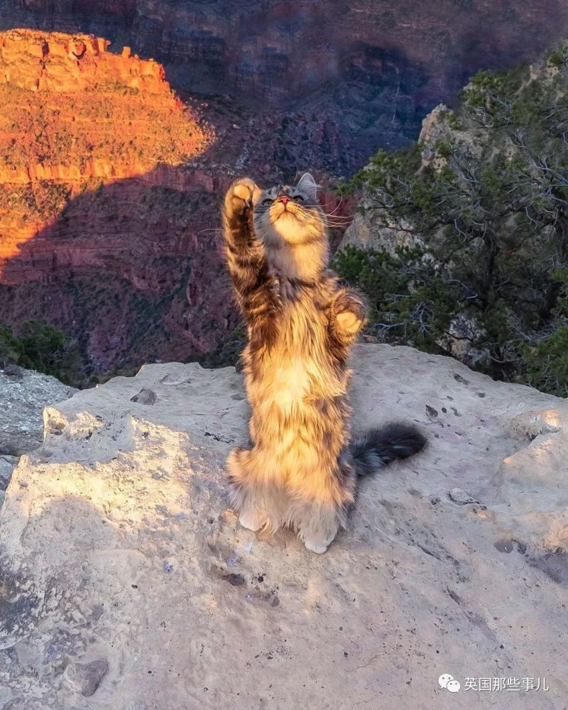 西伯利亚森林猫|大尾巴西伯利亚森林猫，可萌可霸气，简直是行走的鸡毛掸子啊